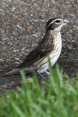 Pheucticus ludovicianus