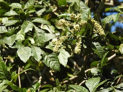 Paullinia fuscescens