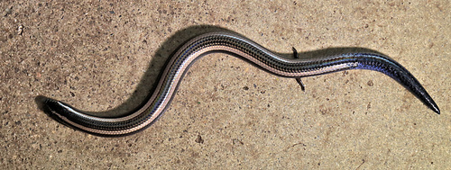 Lowveld Dwarf Burrowing Skink, Scelotes bidigittatus