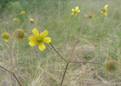 Geum macrophyllum perincisum