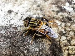 Eristalodes