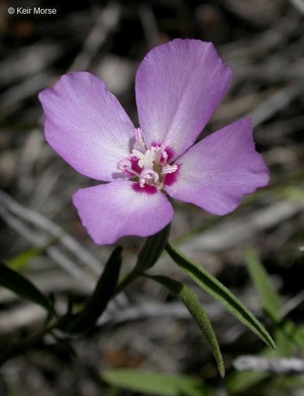 Clarkia lassenensis
