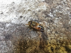 Eristalodes