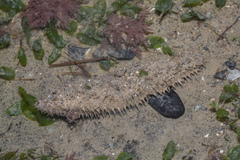 Holothuria albiventer
