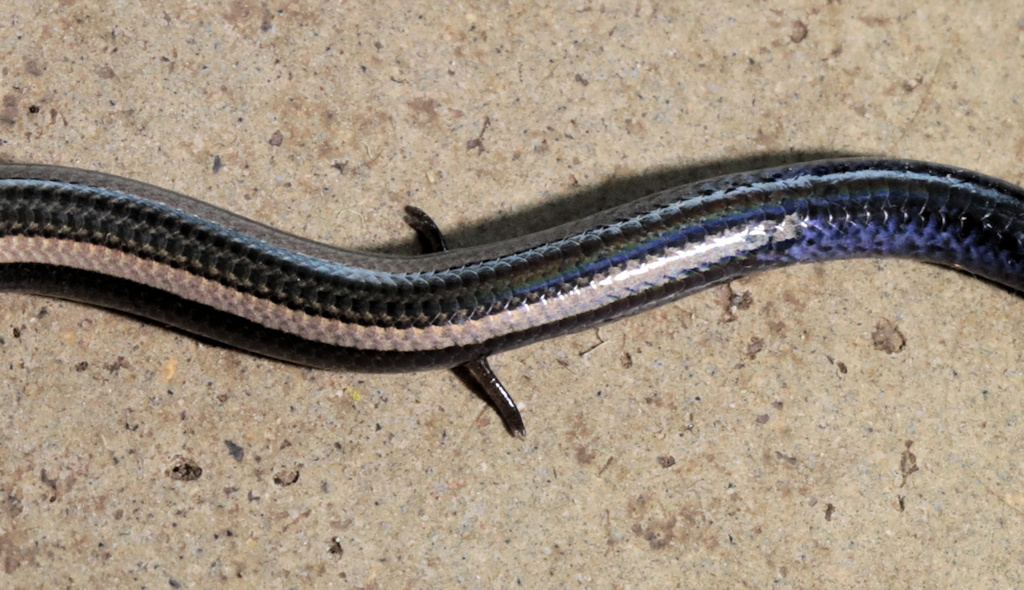 Lowveld Dwarf Burrowing Skink
