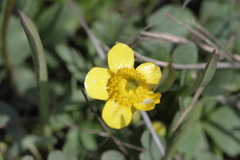 Ranunculus polyrhizos