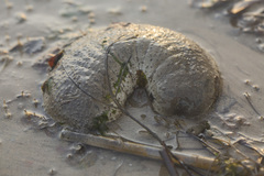 Holothuria scabra