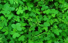 Trifolium dubium