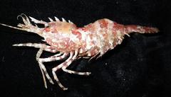 Lebbeus groenlandicus