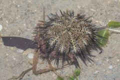 Temnopleurus toreumaticus