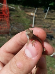 Anolis sagrei