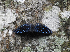 Hamadryas laodamia
