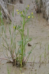 Ranunculus chinensis