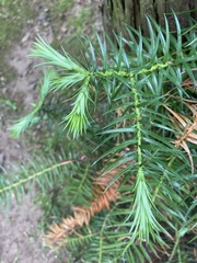 Cunninghamia