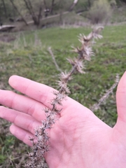 Leonurus quinquelobatus