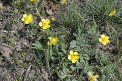 Ranunculus polyrhizos
