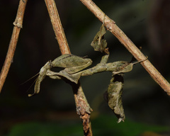 Phyllocrania