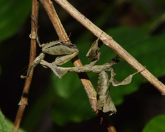 Phyllocrania