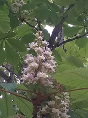 Aesculus hippocastanum