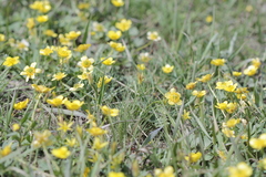 Ranunculus polyrhizos