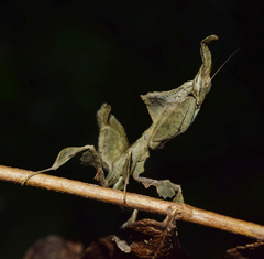 Phyllocrania