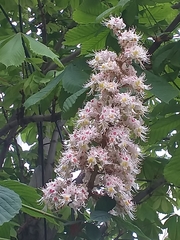 Aesculus hippocastanum