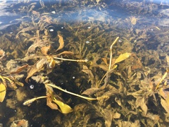 Potamogeton illinoensis