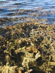 Potamogeton illinoensis