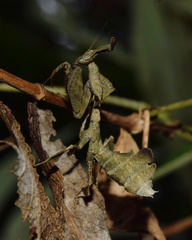 Phyllocrania