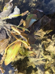 Potamogeton illinoensis