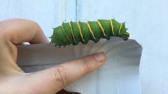 Rothschildia jacobaeae