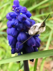 Bombylius fimbriatus