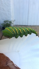 Rothschildia jacobaeae