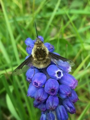 Bombylius fimbriatus