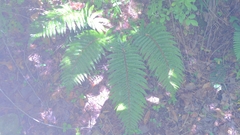 Polystichum polyblepharum