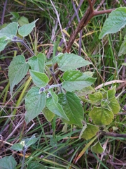 Physalis peruviana