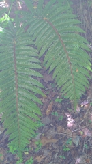 Polystichum polyblepharum