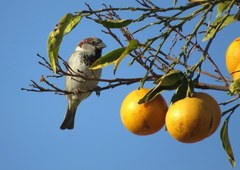 Passer domesticus