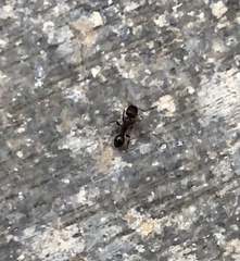 Tetramorium immigrans