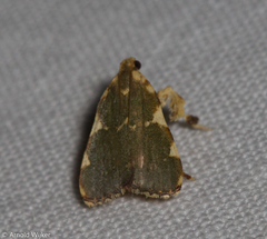 Parachma rufoflavalis