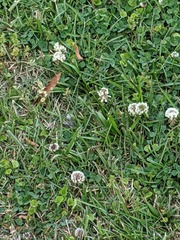 Trifolium repens