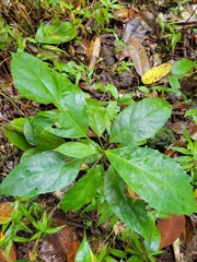 Alchornea latifolia