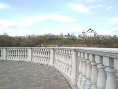 Columba livia domestica