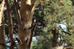 Dendrocopos major