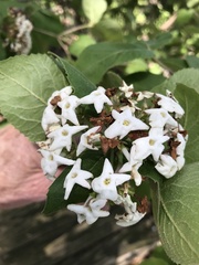 Viburnum carlesii
