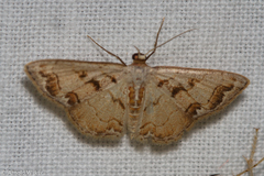 Idaea incanata