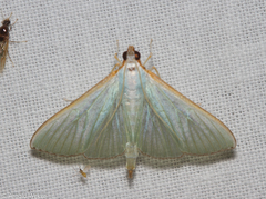 Diaphania costata