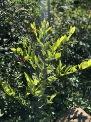 Erythroxylum coca