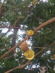 Magnoliopsida