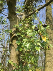 Hedera helix